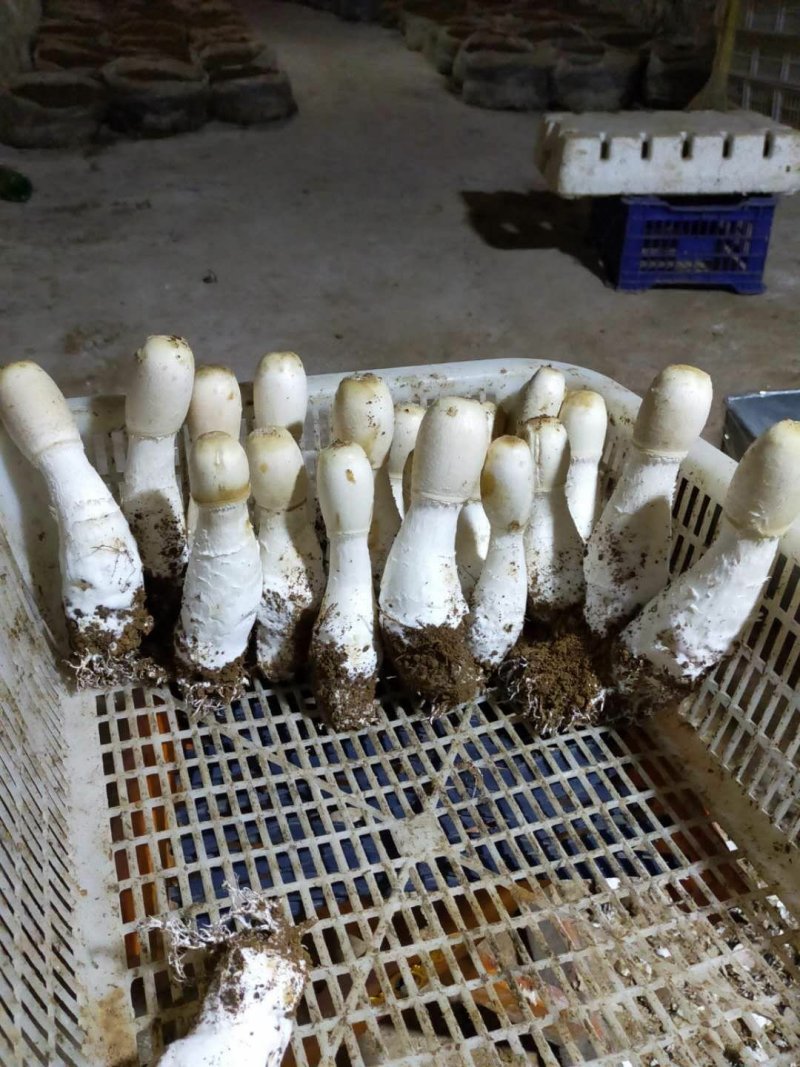 鸡腿菇，支持预订。冷链，空运