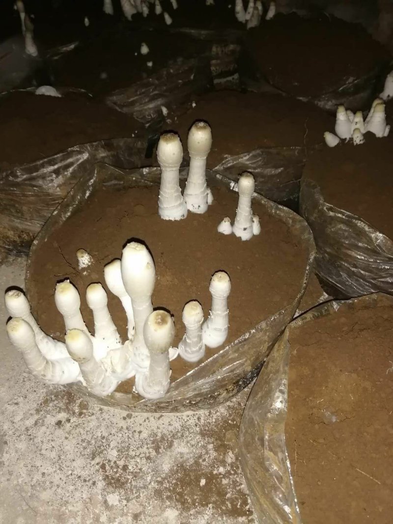 鸡腿菇，支持预订。冷链，空运