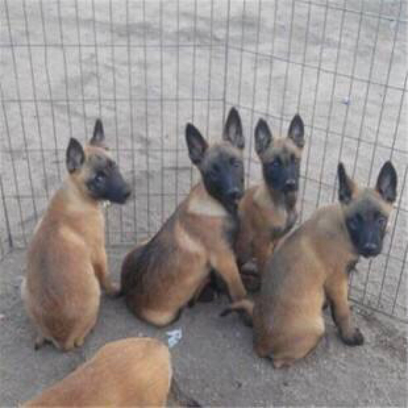 精品高端马犬自养自销动力足