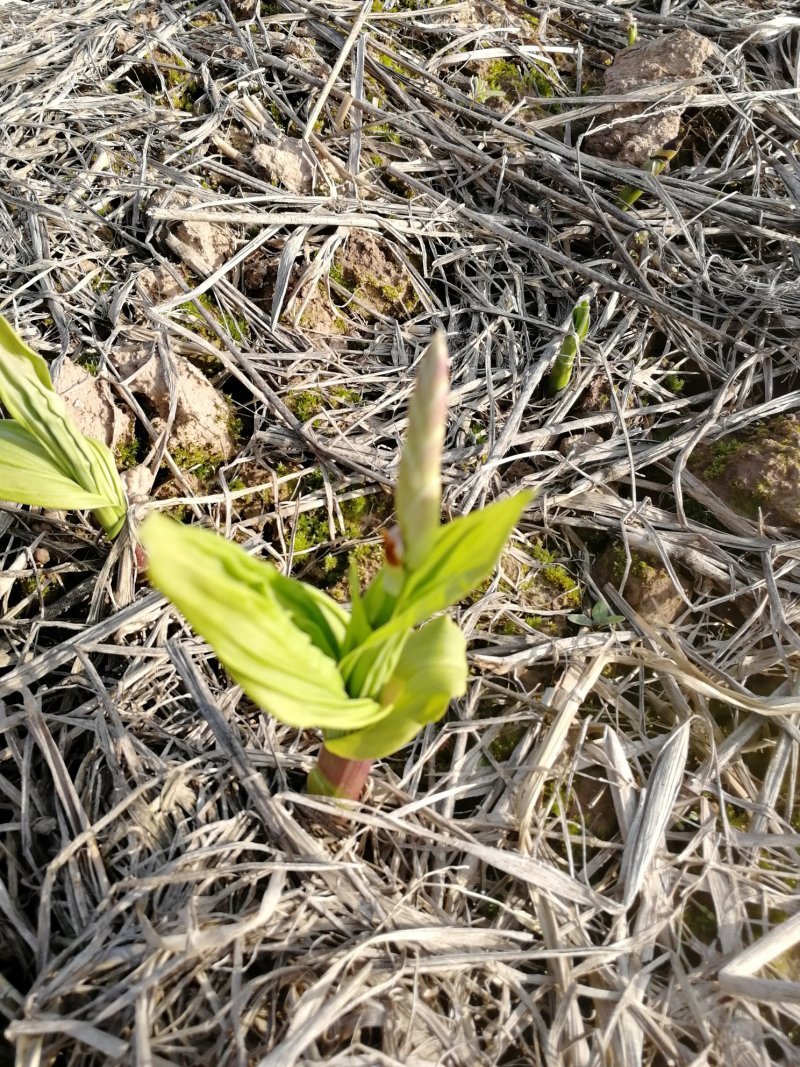 安徽紫花宽叶三叉白芨种苗白芨苗白芨种苗白芨种植
