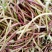洪湖野蓠蒿