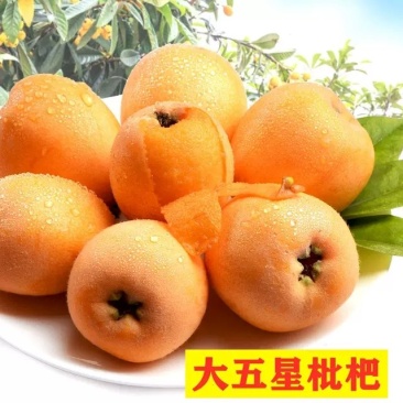 四川枇杷早钟枇杷大五星枇杷一件代发