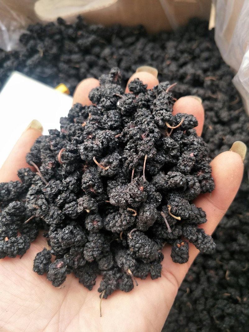 新品供应250克罐装桑葚干免洗桑椹子批发泡水泡酒熬粥