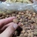 阳春春砂仁精选大粒好货粒粒饱满批发零售全国发货