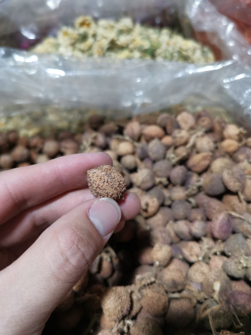 阳春春砂仁精选大粒好货粒粒饱满批发零售全国发货