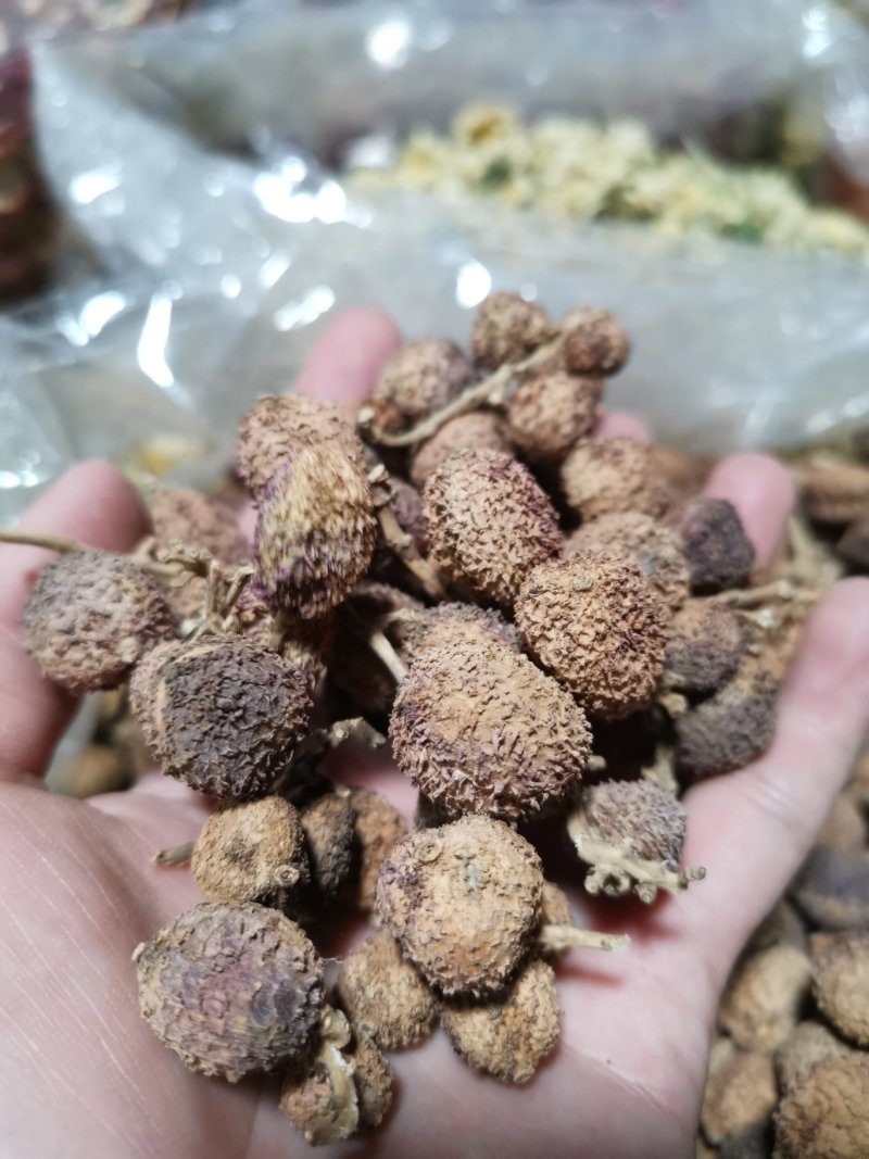 阳春春砂仁精选大粒好货粒粒饱满批发零售全国发货