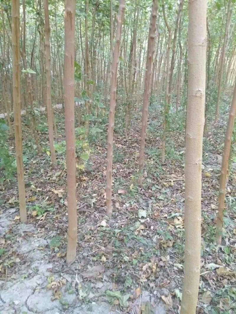 桑树苗包质量包成活大叶子