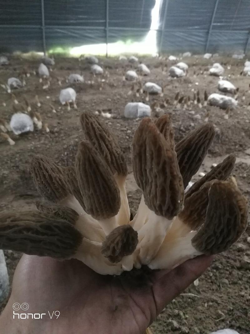 江苏徐州供应羊肚菌栽培种，欲购从速，10月底结束！