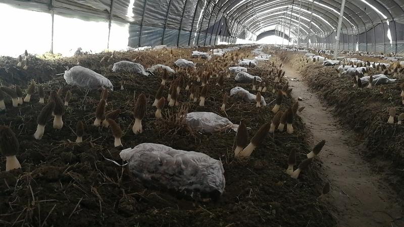 江苏徐州供应羊肚菌栽培种，欲购从速，10月底结束！