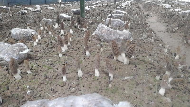 徐州丰县供应优质羊肚菌栽培种，10月底结束预订！