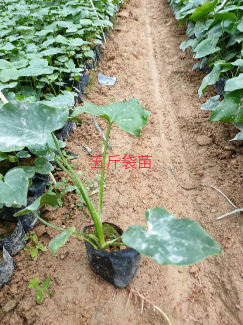 春羽15-30高度均有现货可视频看货漳州花卉基地