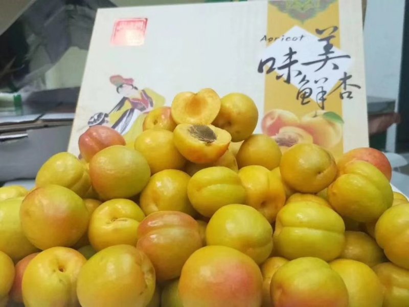 杏子包质量包质量包运费