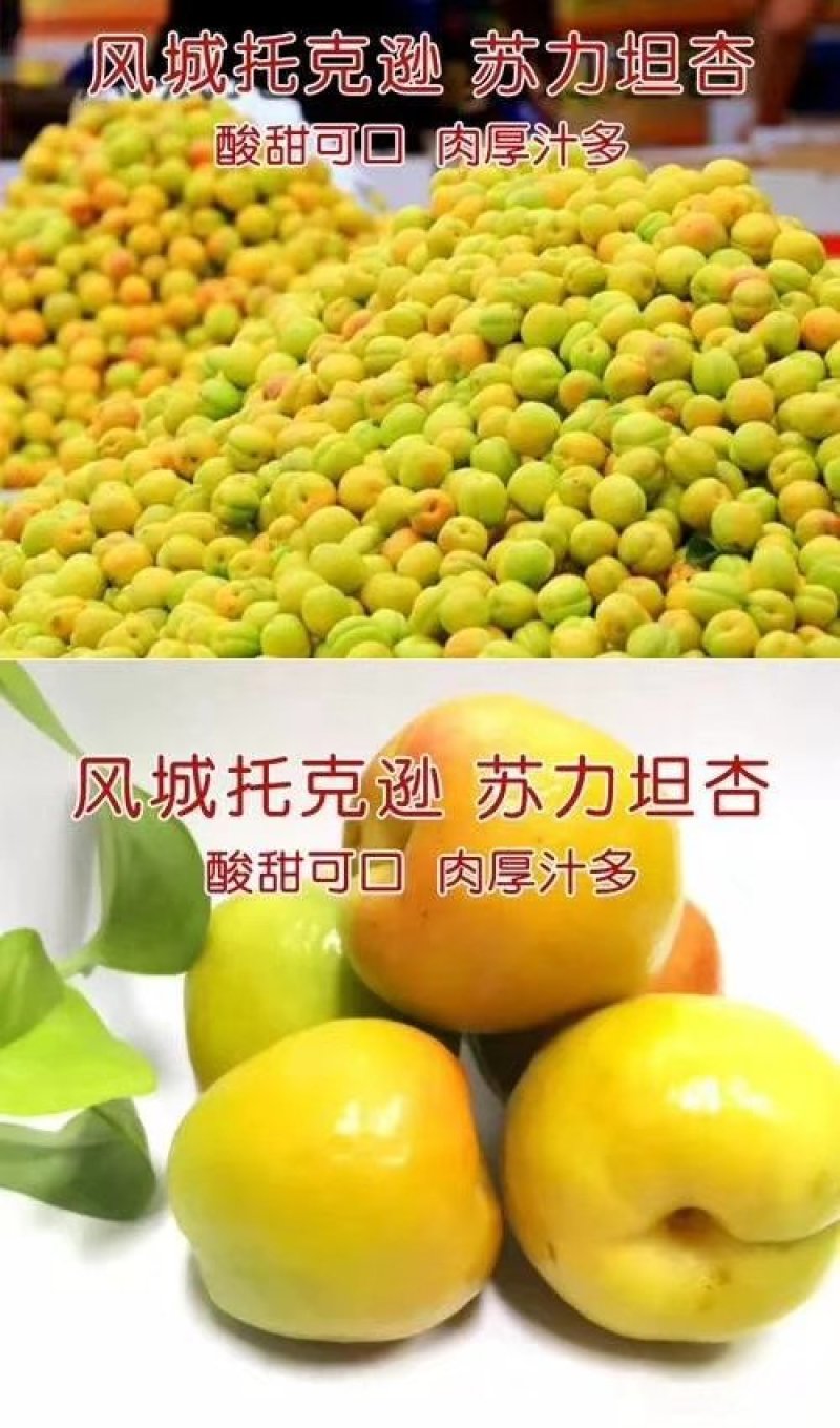 杏子包质量包质量包运费