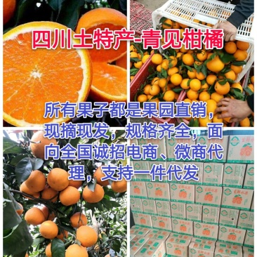 青见柑橘(青见皇后)原产地直销,现摘现发新鲜直达,一条龙