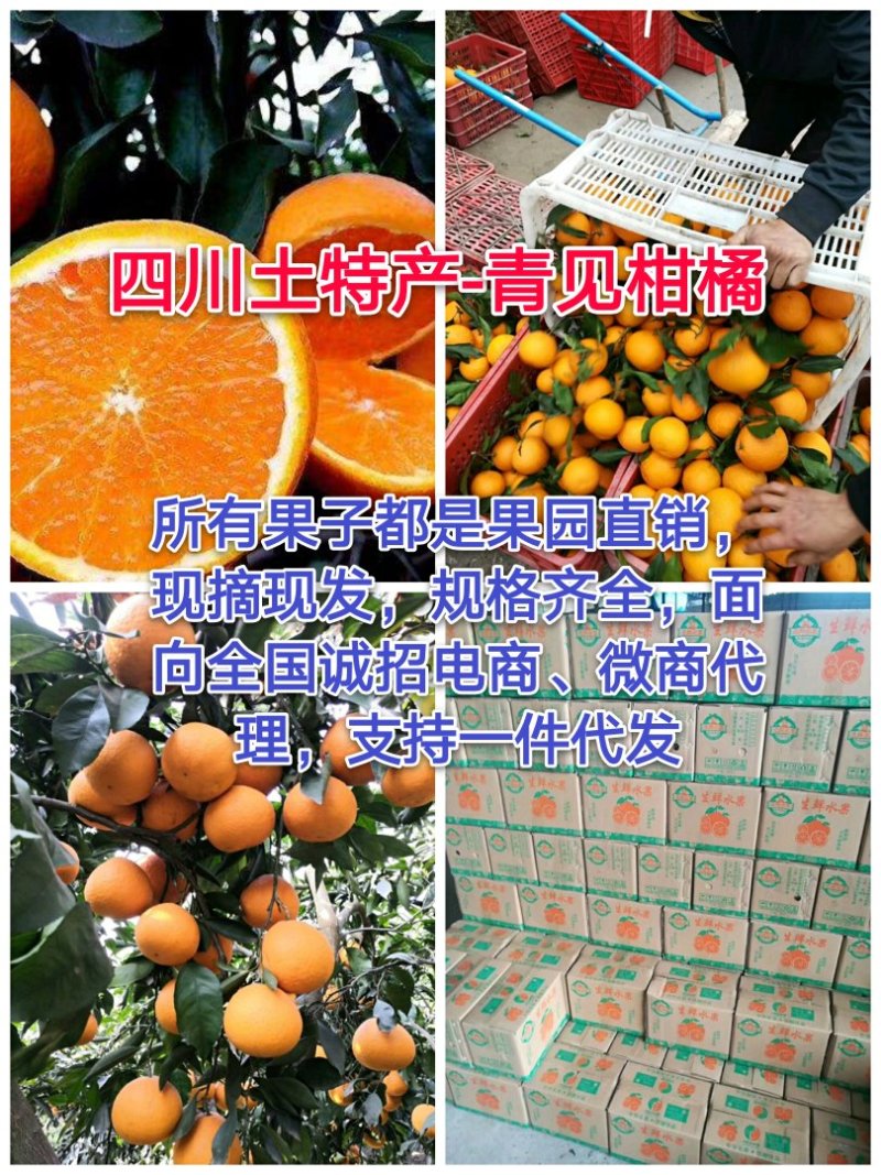 青见柑橘（青见皇后）原产地直销，现摘现发新鲜直达，一条龙