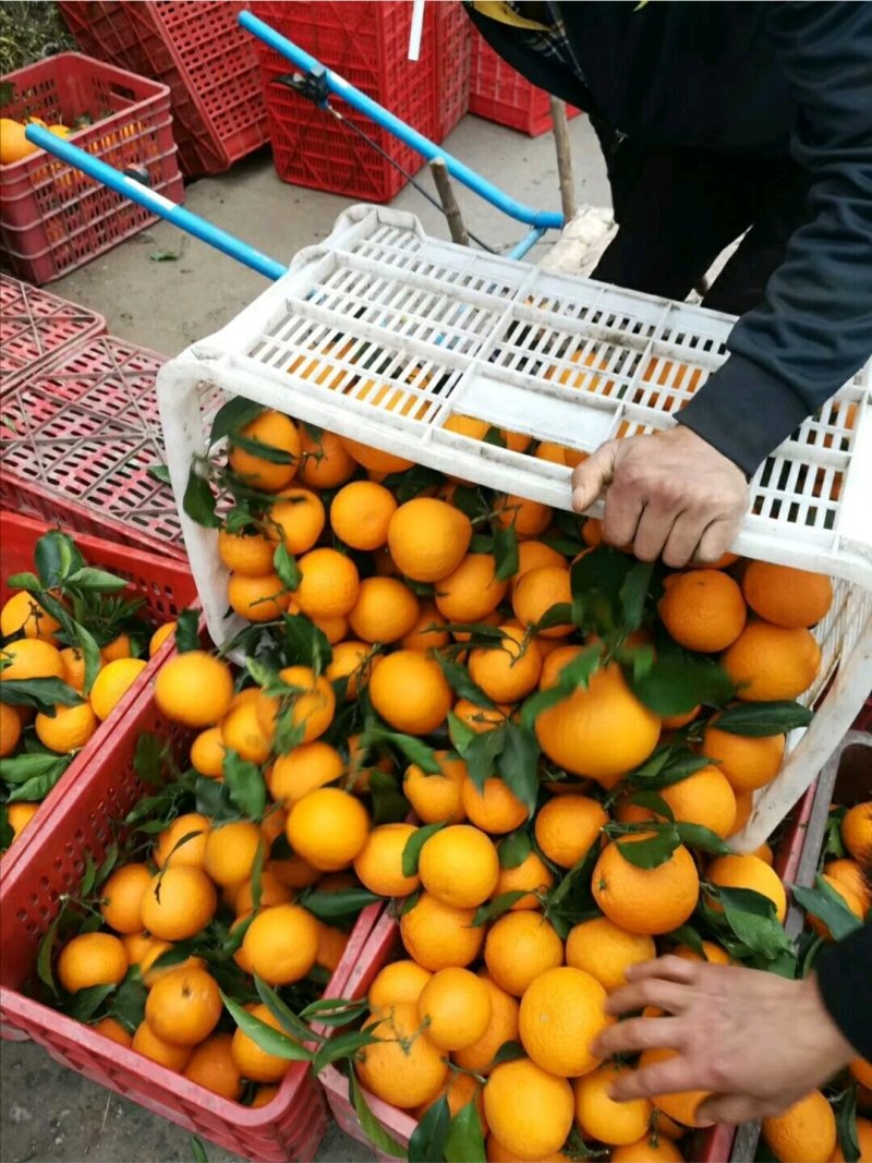 青见柑橘（青见皇后）原产地直销，现摘现发新鲜直达，一条龙