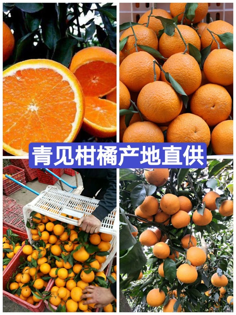 青见柑橘（青见皇后）原产地直销，现摘现发新鲜直达，一条龙