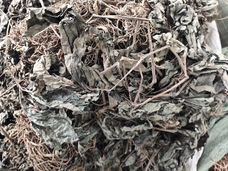 野生四大天王正品四块瓦冷背中草药