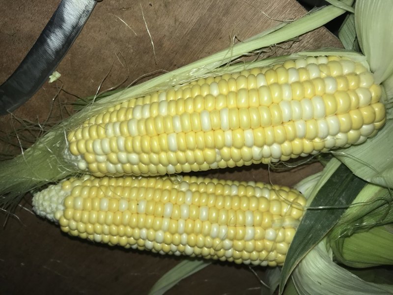 新鲜水果玉米