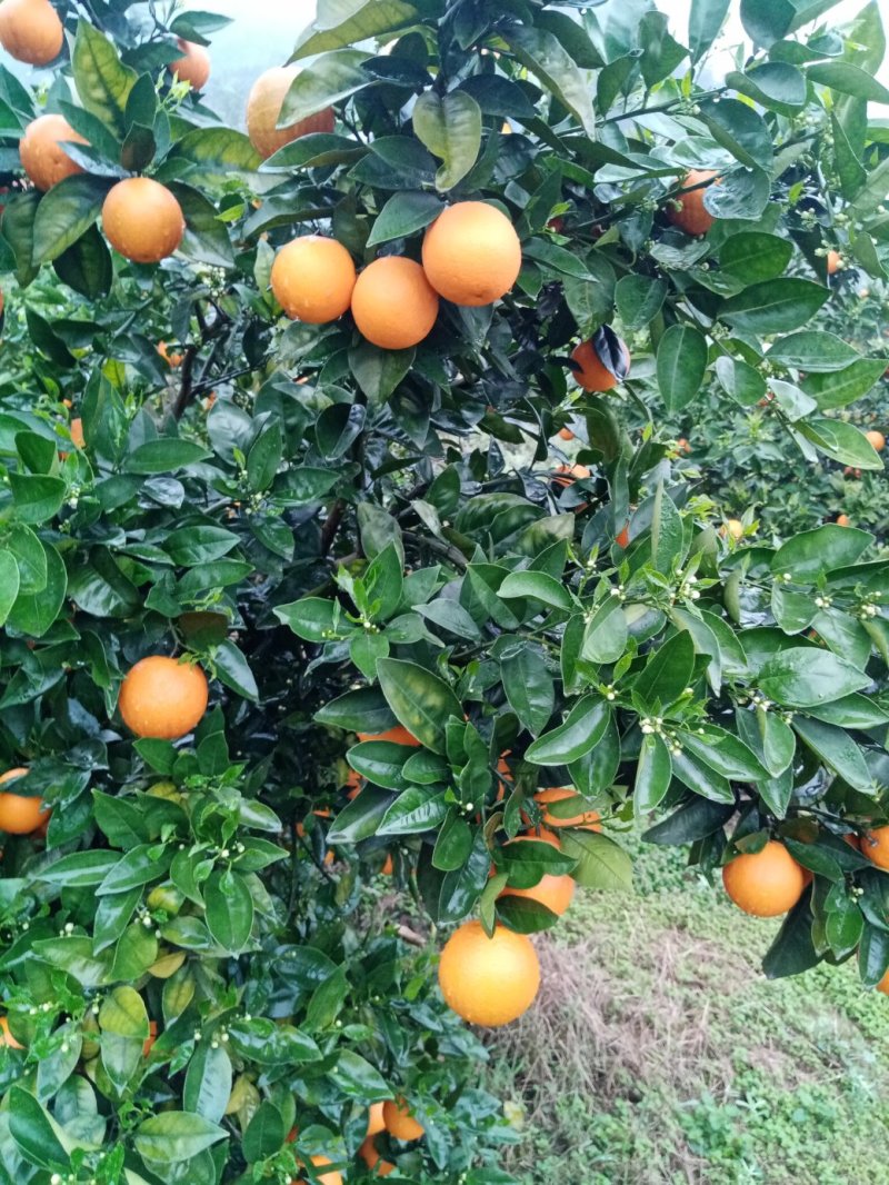 夏橙