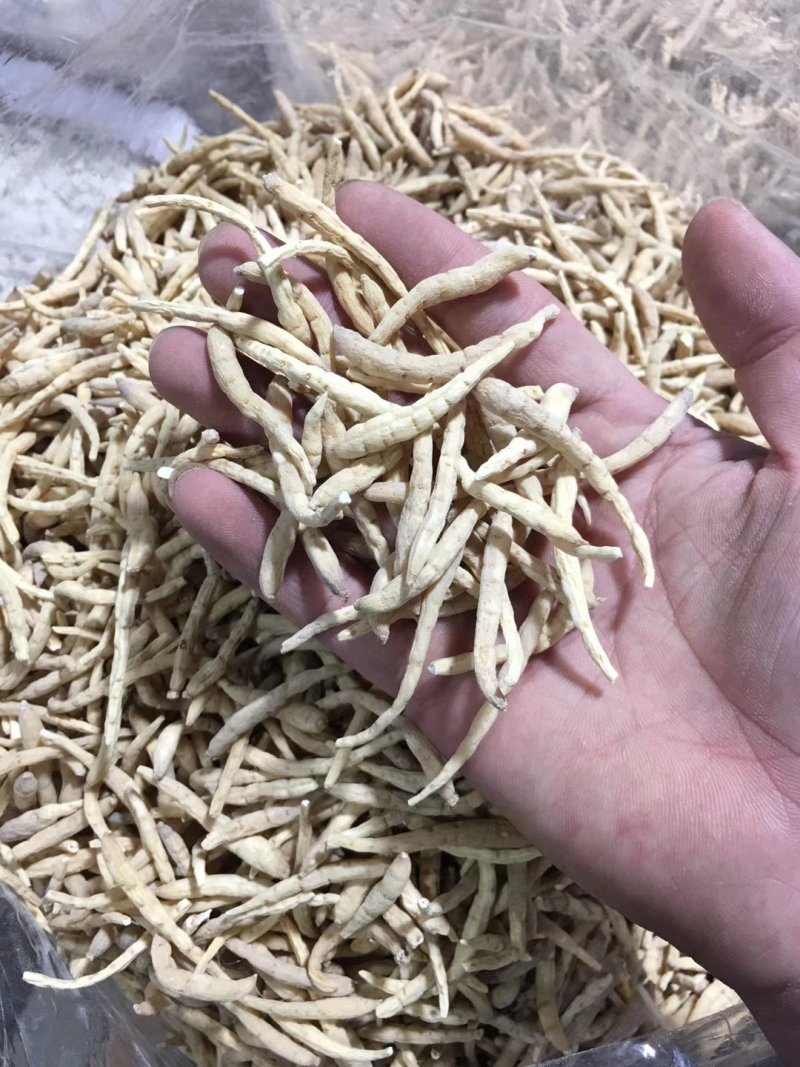 【精品】剪头粗条太子参无硫不酸非常粉批发零售