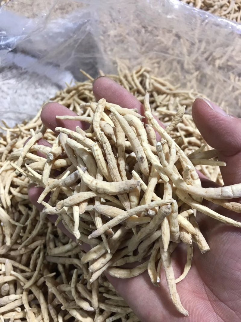【精品】剪头粗条太子参无硫不酸非常粉批发零售