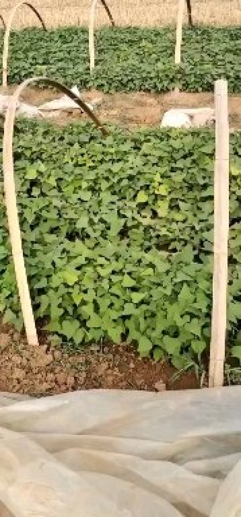 商薯苗/脱毒红薯苗/红薯苗/河南红薯苗/全国发货
