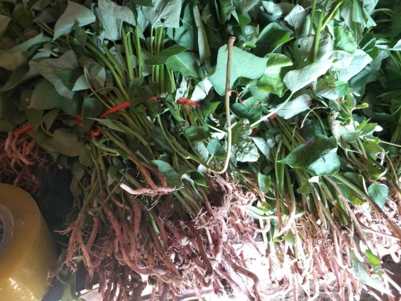 商薯苗/脱毒红薯苗/红薯苗/河南红薯苗/全国发货