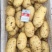 精品荷兰十五上市中，基地直供，货源充足