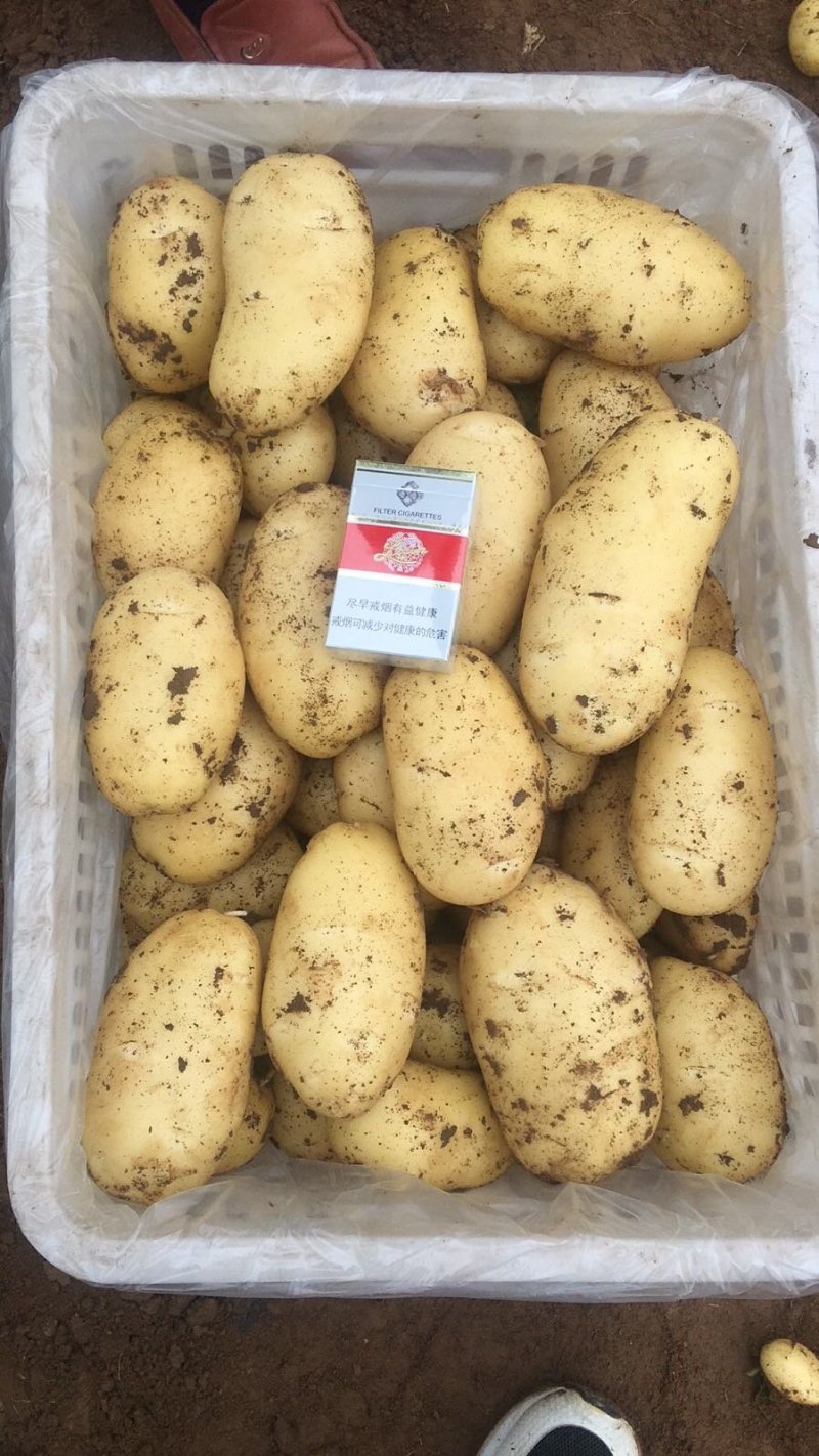 精品荷兰十五上市中，基地直供，货源充足