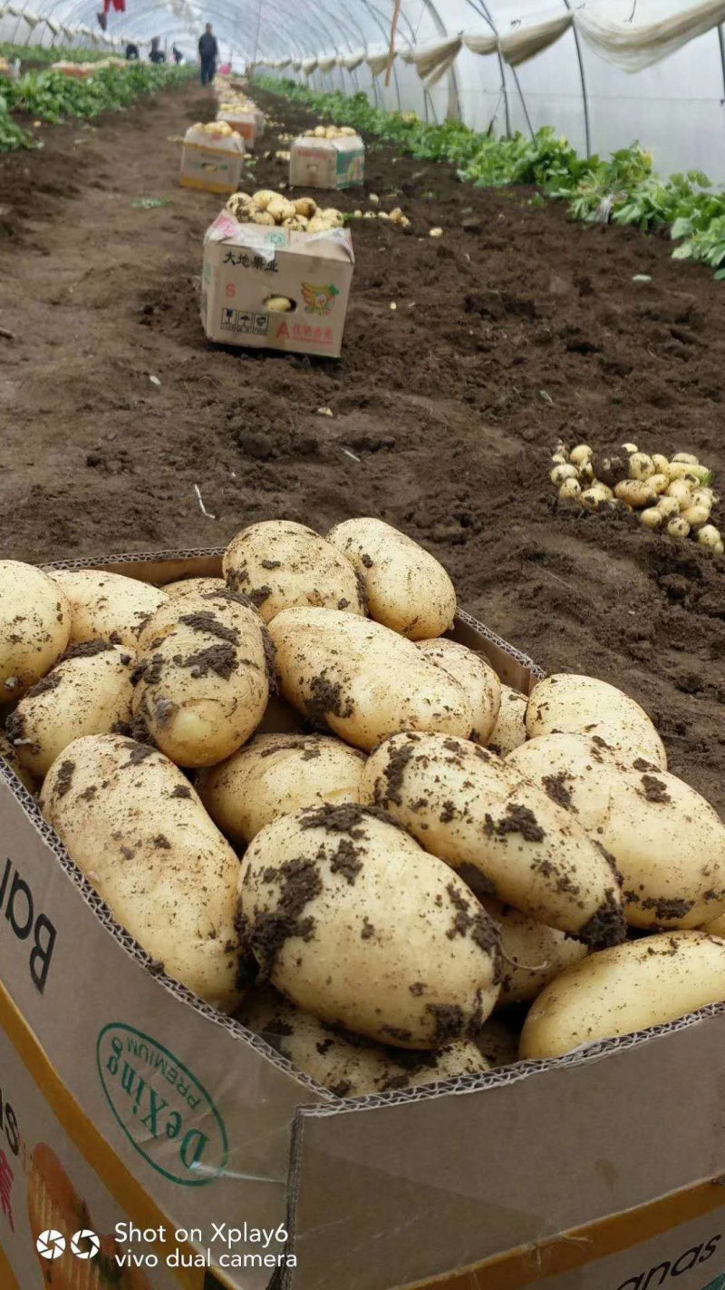 精品荷兰十五上市中，基地直供，货源充足