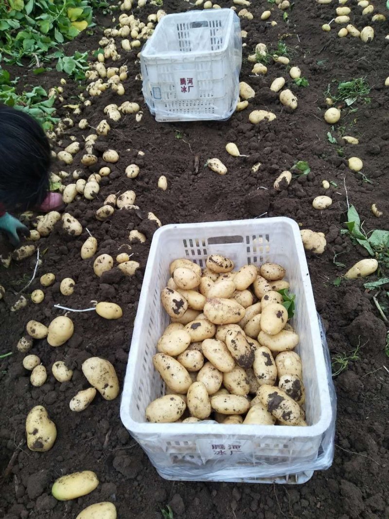 精品荷兰十五上市中，基地直供，货源充足