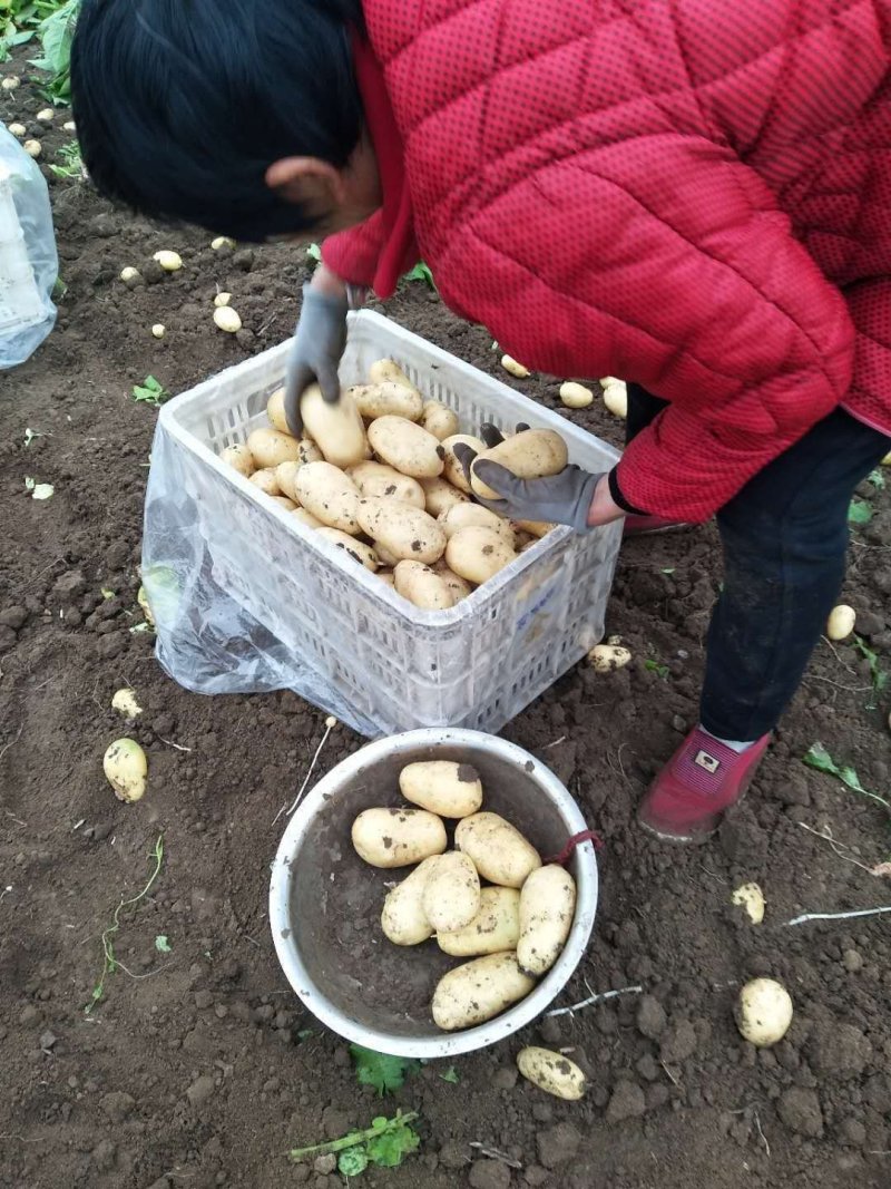 精品荷兰十五上市中，基地直供，货源充足