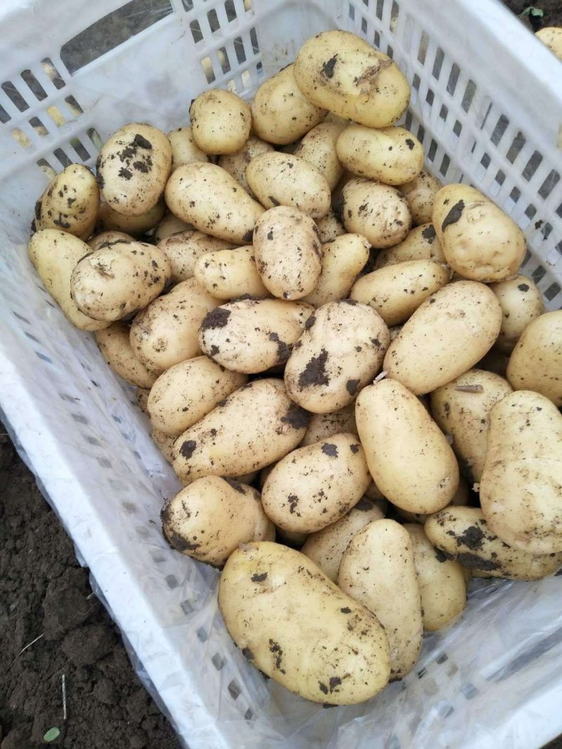 精品荷兰十五上市中，基地直供，货源充足