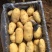 精品荷兰十五上市中，基地直供，货源充足