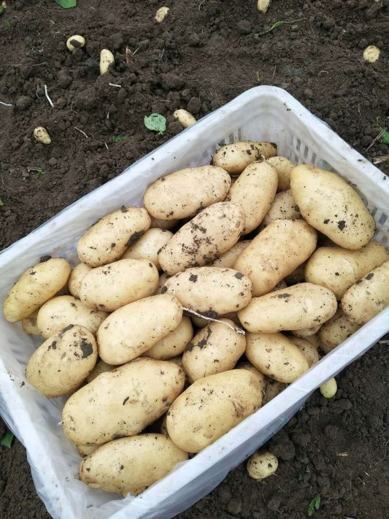 精品荷兰十五上市中，基地直供，货源充足