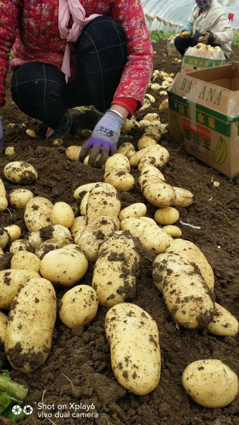 精品荷兰十五上市中，基地直供，货源充足