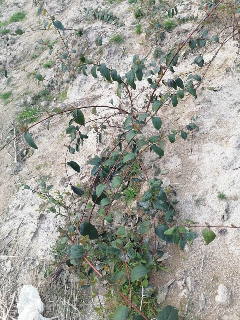 金银花嫁接种苗（寸苗）湖南邵阳隆回