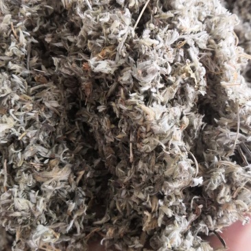 棉茵陈茵陈草茵陈蒿无杂质三月干货，批发各种中药