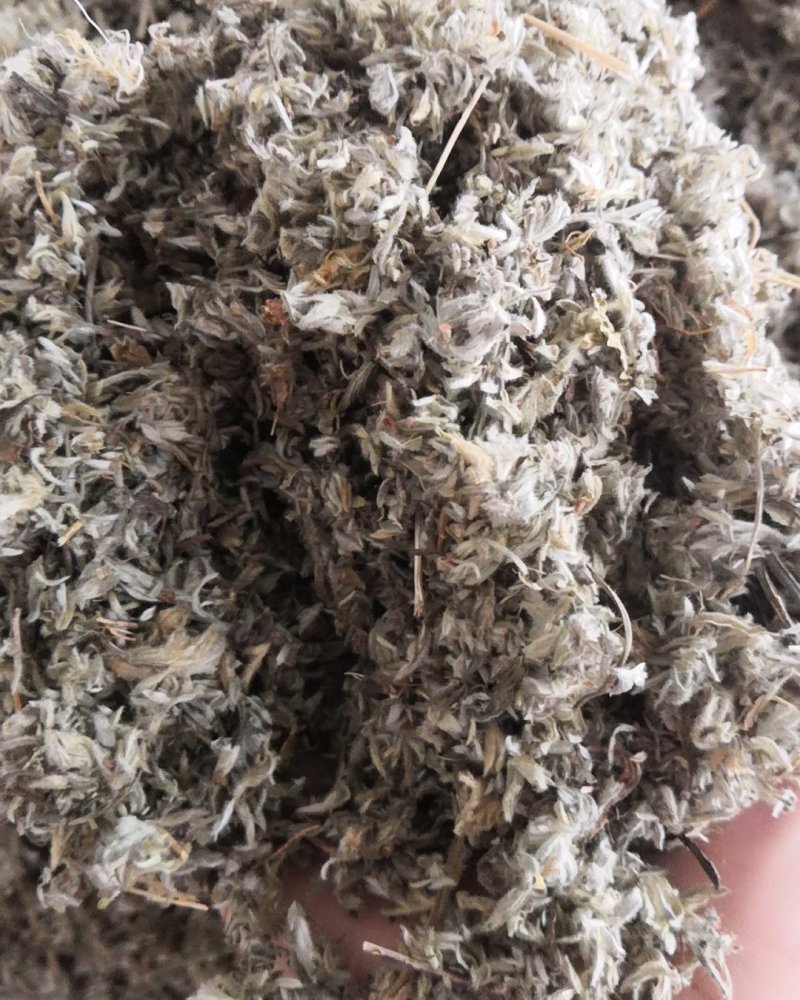 棉茵陈茵陈草茵陈蒿无杂质三月干货，批发各种中药