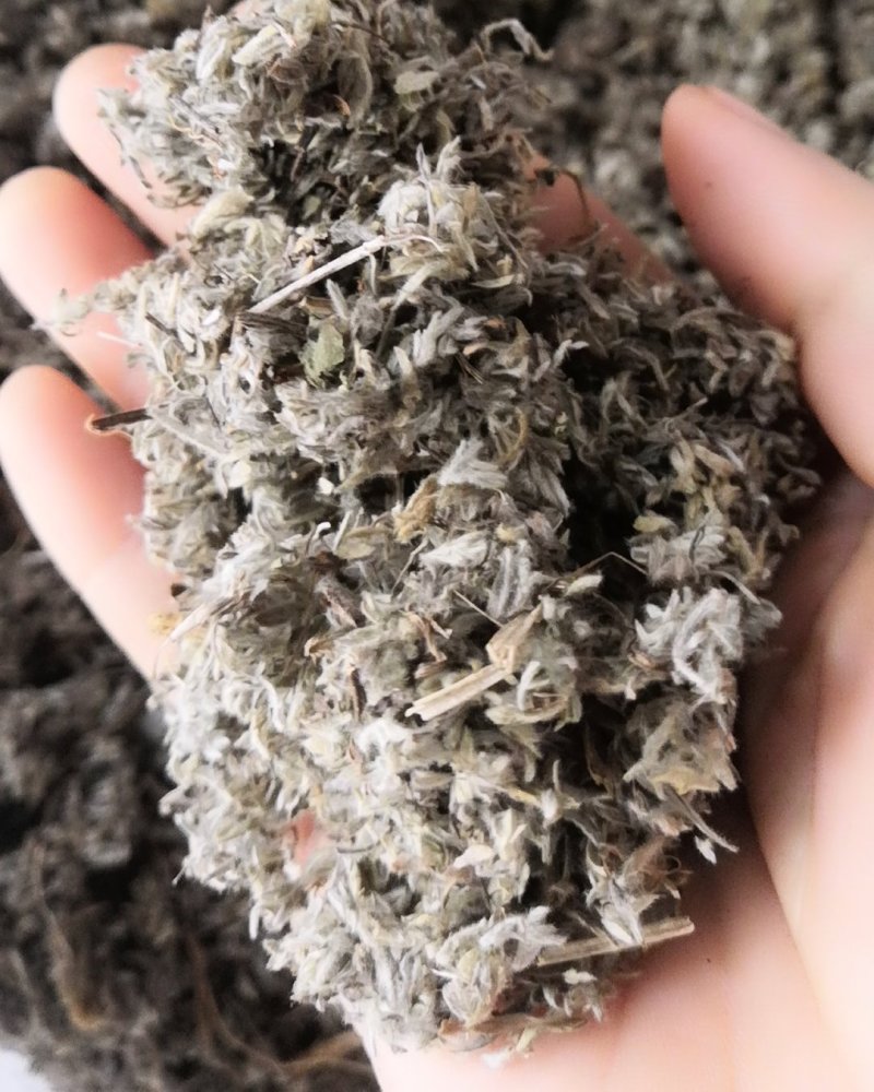棉茵陈茵陈草茵陈蒿无杂质三月干货，批发各种中药