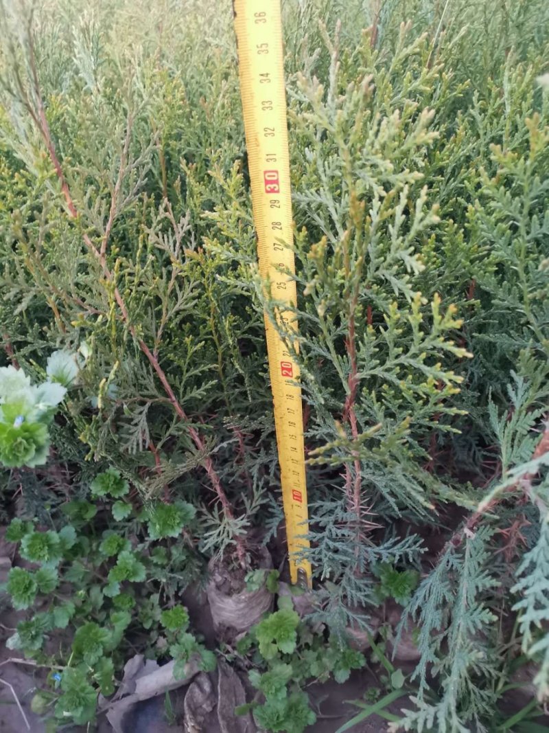 一年生优质容器袋侧柏