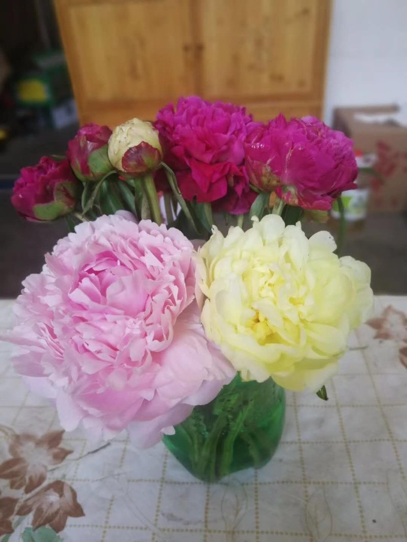 牡丹芍药鲜切花批量供应