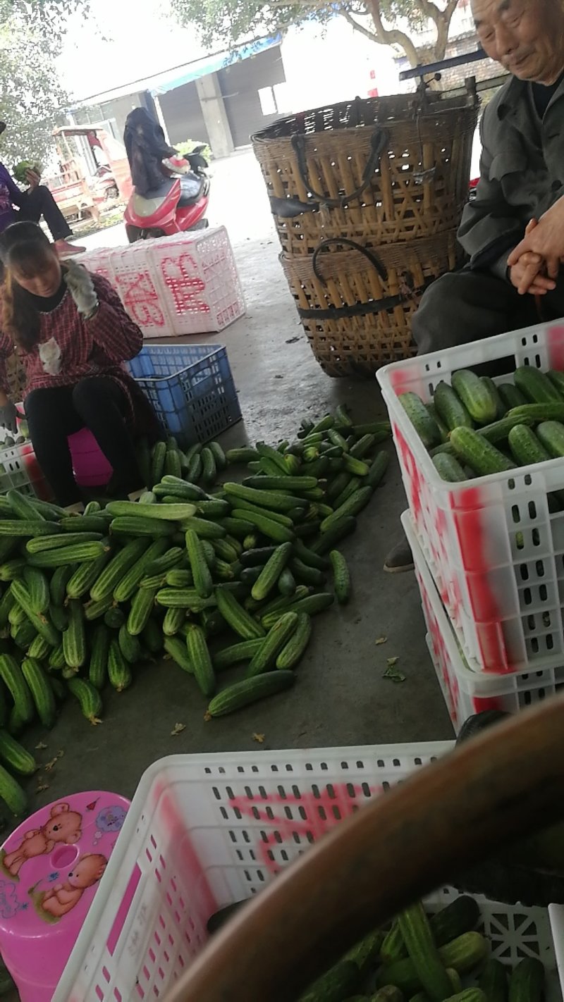 黄瓜