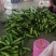 黄瓜