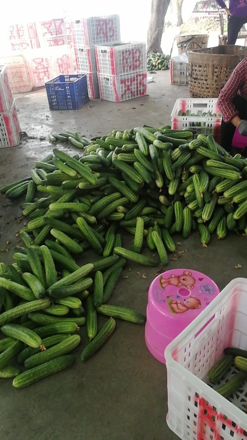 黄瓜