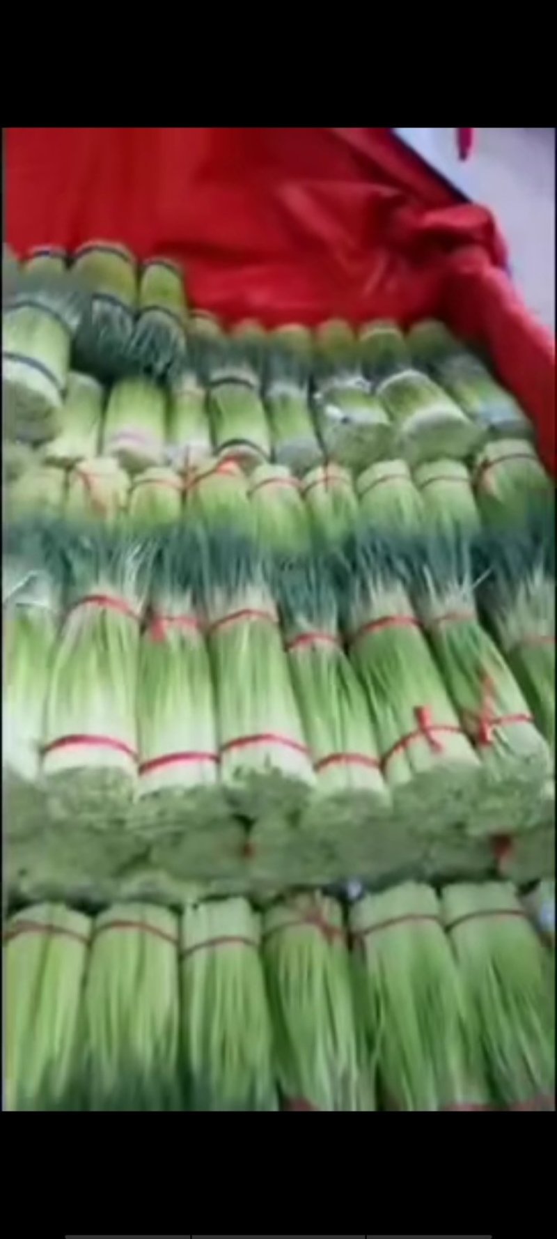 2020年中牟县鲜蒜苔