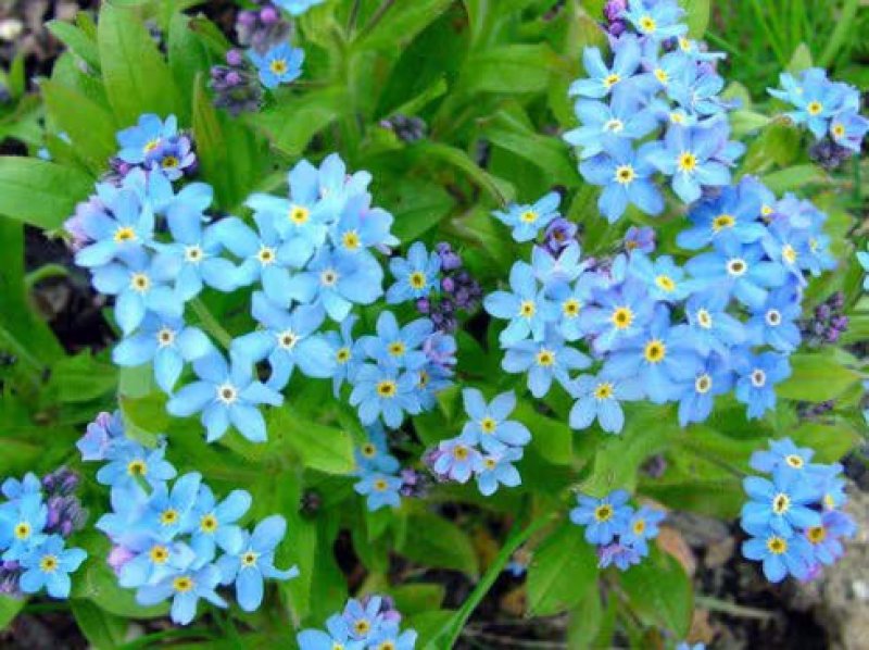 勿忘我种子勿忘草易种花草花卉盆栽庭院室内室外植物四季花种