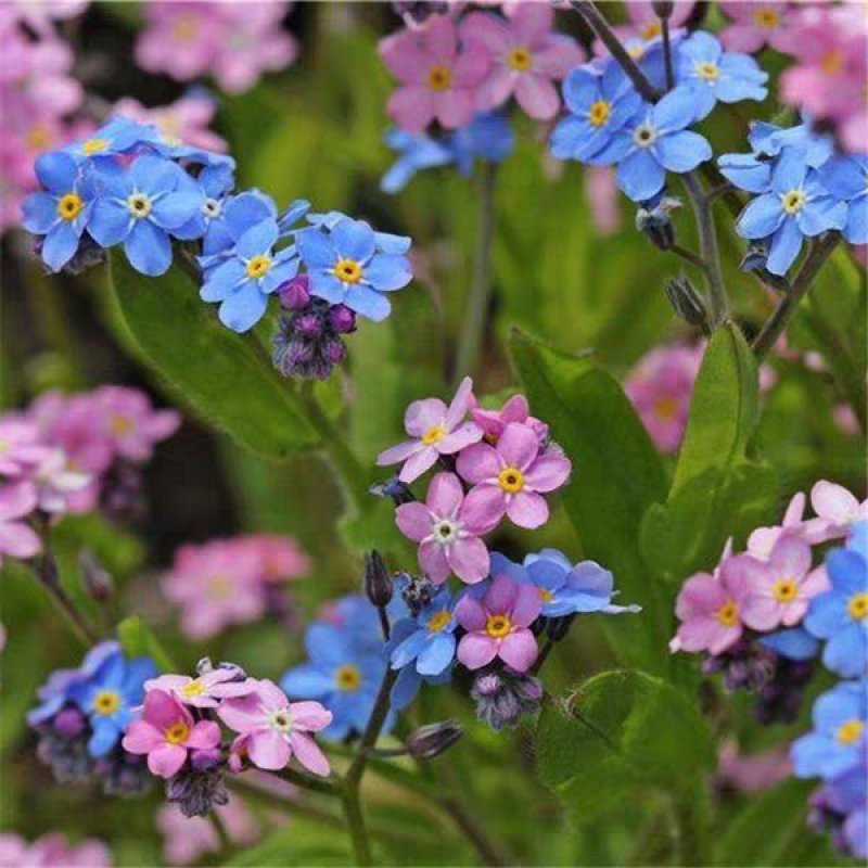 勿忘我种子勿忘草易种花草花卉盆栽庭院室内室外植物四季花种