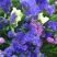 勿忘我种子勿忘草易种花草花卉盆栽庭院室内室外植物四季花种